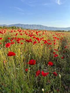 Lake shkodra - - 9