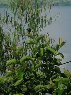 Burera Cottage - - 9