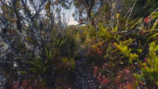 Route to Cerro Urán - Chirripó - 5