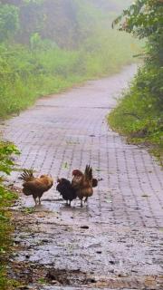 Aruvi Homestay idukki - Chillithodu - 3