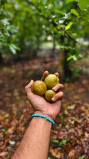 Aruvi Homestay idukki - Chillithodu - 4