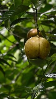 Aruvi Homestay idukki - Chillithodu - 6