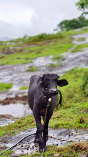 Aruvi Homestay idukki - Chillithodu - 8