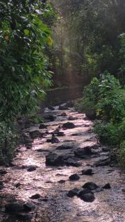 Aruvi Homestay idukki - Chillithodu - 9