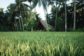 Coconut Corner - Rice Field Dome - Tanah Lot - 9