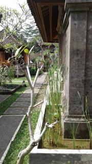 Nayas House - Ubud - 1