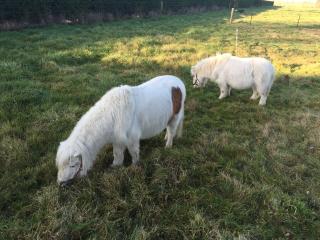 Green Hayes Estate Rentals - R4 Magnolia House - Temuka - 1