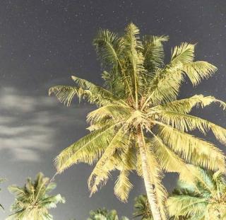 Surf & Turf Haus - Arugam Bay - 0