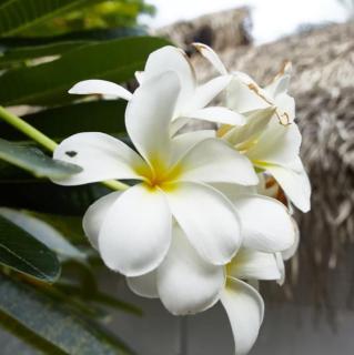Surf & Turf Haus - Arugam Bay - 3