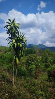 Pai Soluna - 2