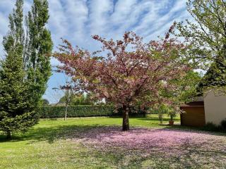 Villa Sakura - Beaumont-en-Auge - 6