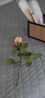 Ayurveda House - Biasca - 7