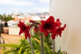 Anadia Penthouse Duplex by Rent-a-key - Funchal - 6