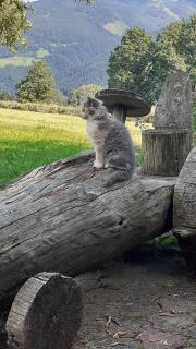 Pension Trillerhof - 7