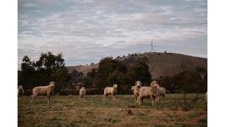 Tiny Boorowa by Tiny Away - Boorowa - 9