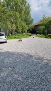 Chambres et gîte dans un lieu calme et champêtre Gourgé Les Grippeaux proche Parthenay - Gourgé - 7