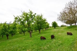 Pouchalou - Clévacances 2 Clés - 5