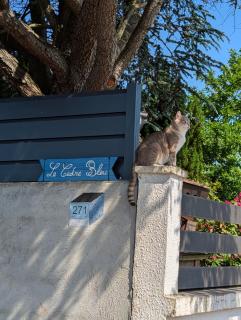 LE CEDRE BLEU - Saint-Michel-sur-Meurthe - 8