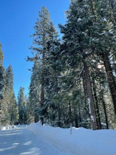 Bear Meadow Cabin at Shaver Lake - Shaver Lake - 1