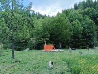 Cabana Țibleș - - 1