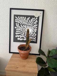 Green Plants 24 7 Check In 4 Persons - 4