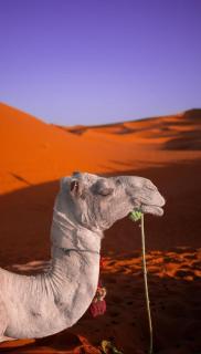 Merzouga Morocco Desert - Merzouga - 4