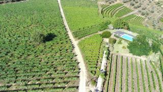Quinta da Cumieira - Cumieira - 4