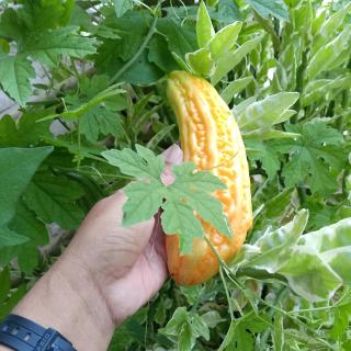 isda - Sampong - 1