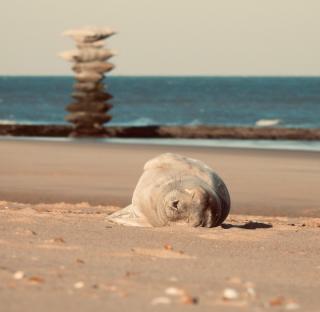 Aimé aan zee beachhouse 5P - private garden & 2 FREE parkingspots - Ostend - 5