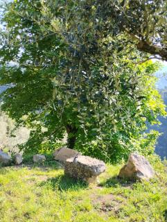 Briciole di Pietra B&B - Dolceacqua - 4