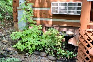Bear View - Townsend - 3