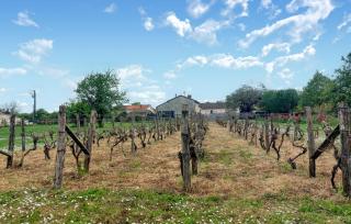 Holiday Gite On A Vineyard - Savigné - 7