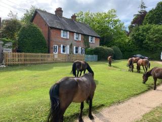 Yew Tree Cottage - Lyndhurst - 0