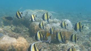 Mahina Lodge - - 7