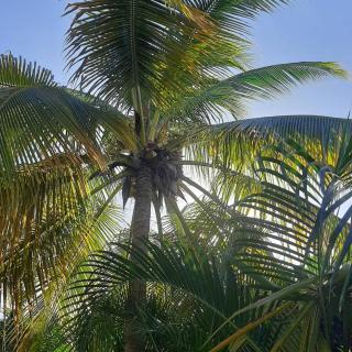 onelovecottagetobago holiday home - Scarborough - 9