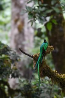 Entre Árboles Lodge - San Gerardo de Dota - 7