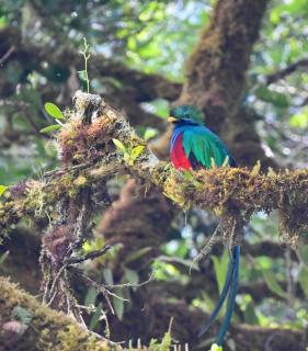 Entre Árboles Lodge - San Gerardo de Dota - 8