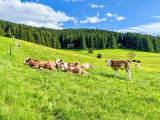 Apartment Fewo Knöpfle by Interhome - Eisenbach - 2