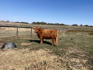 Trawalla Farm Stays - Entire House and Large Pool Bar - Perfect for Groups - Bywong - 6