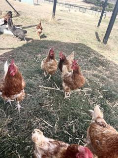 Trawalla Farm Stays - Entire House and Large Pool Bar - Perfect for Groups - Bywong - 7