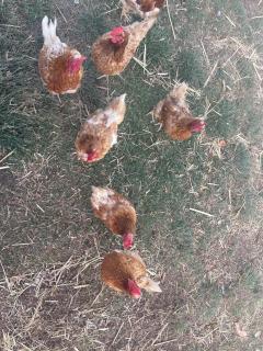 Trawalla Farm Stays - Entire House and Large Pool Bar - Perfect for Groups - 9