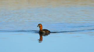 Fish Eagles Rest - Oranjeville - 7