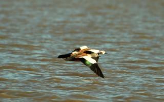 Fish Eagles Rest - Oranjeville - 4