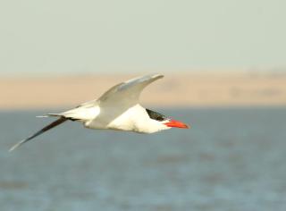 Fish Eagles Rest - Oranjeville - 1