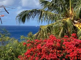 The Beach House and 2 appartments for full or separate rental, all with pool and private beach - Oranjestad - 3