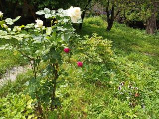 Hayk B&B (in Sanahin) - Alaverdi - 7