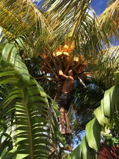 The Beach House and 2 appartments for full or separate rental, all with a private beach - 1