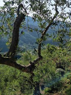 Briciole di Pietra B&B - Dolceacqua - 8