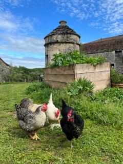 Eco-immersion - Limogne-en-Quercy - 2