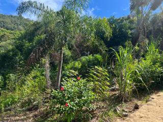 Lokobe forest lodge - Nosy Be - 1